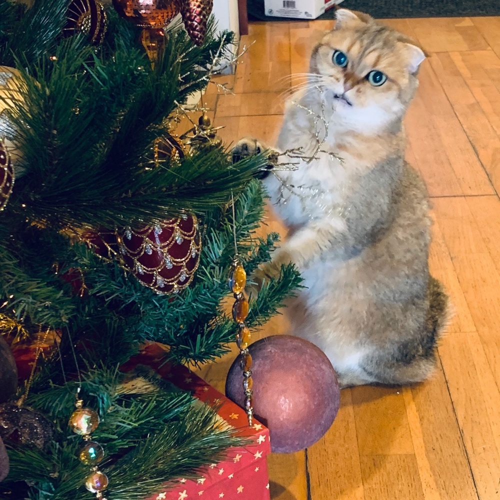 Meet your Posher, Ella